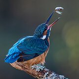 Kingfishers